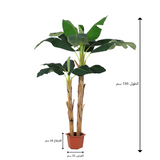 شجرة البنانا