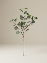 شجرة الكينا