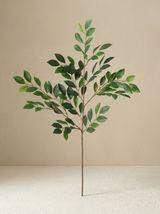 شجرة كاميليا