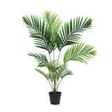 شجرة الإيلارا