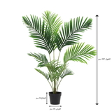 شجرة الإيلارا