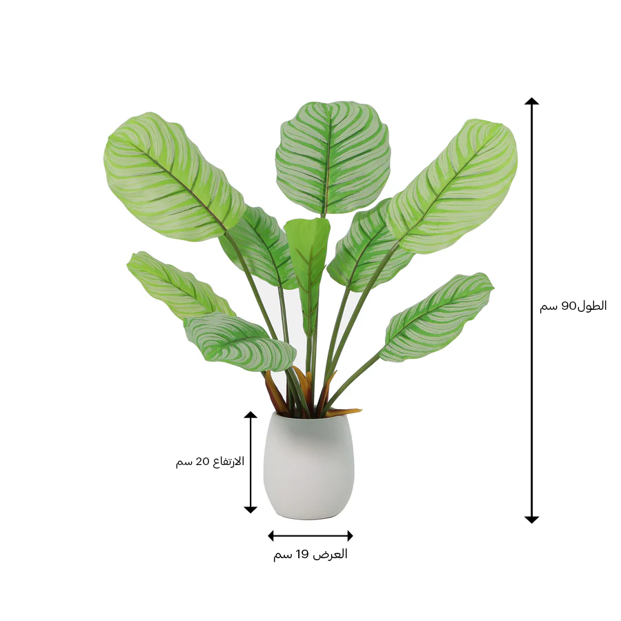 شجرة البلوم