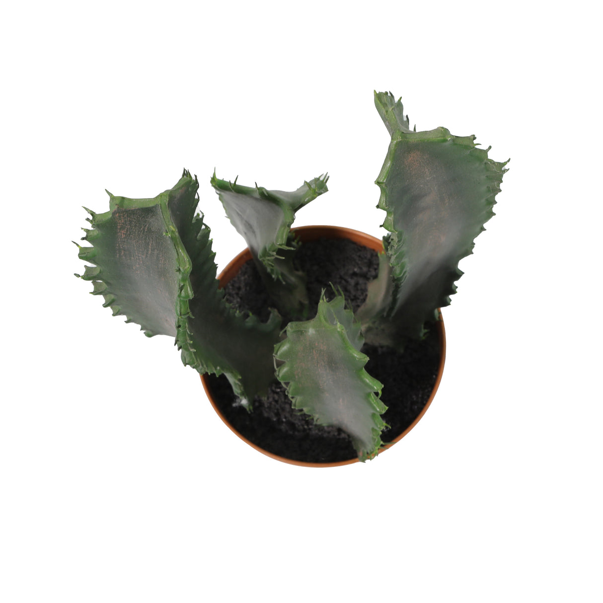 شجرة إيلوفا