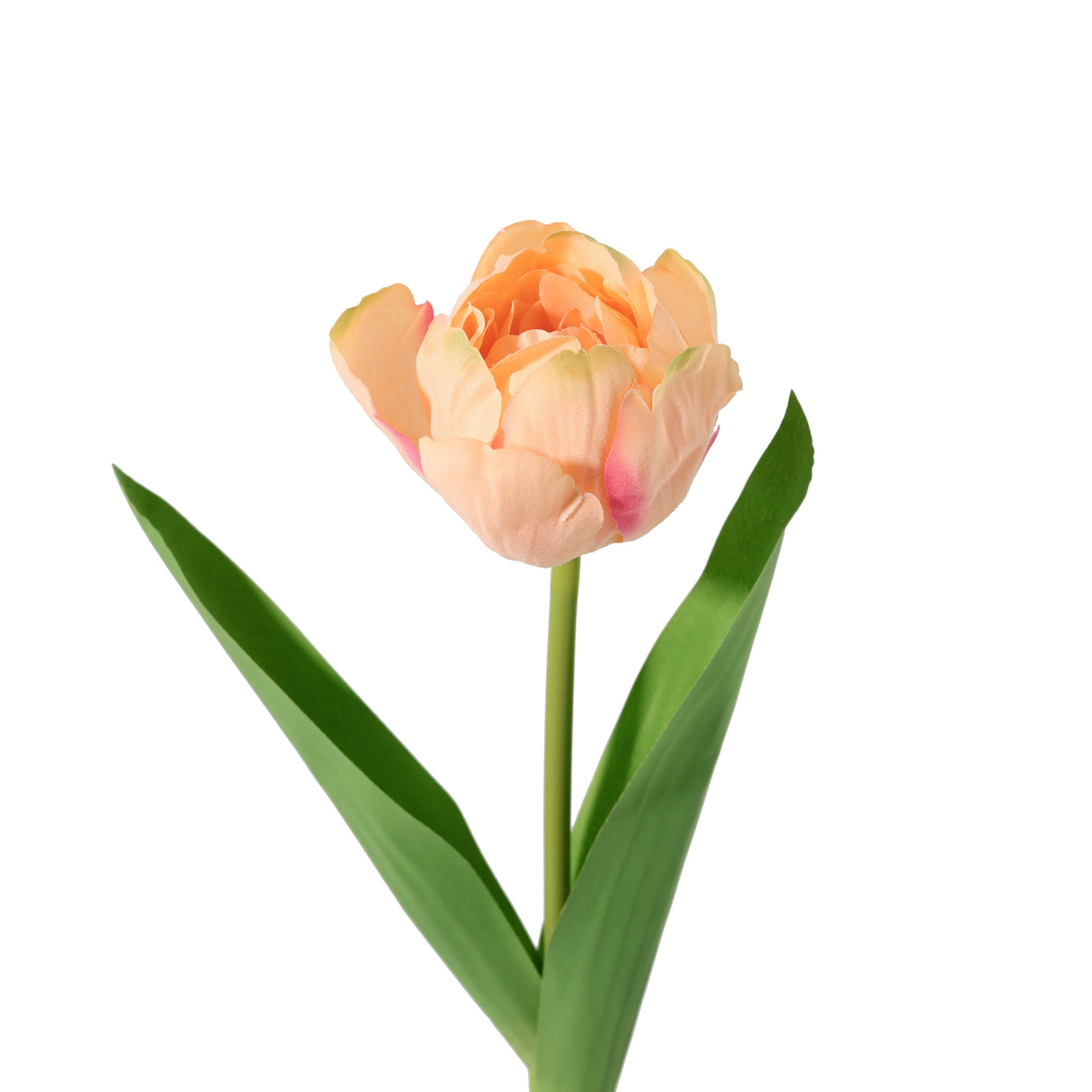 شجرة فلورينا