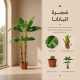شجرة البنانا