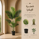 شجرة الإيلارا