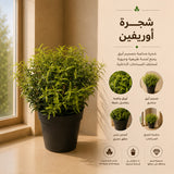 شجرة أوريفين