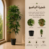 شجرة البامبو