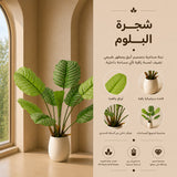 شجرة البلوم