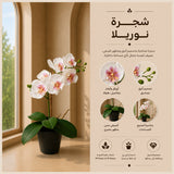 شجرة نوريلا