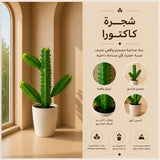 شجرة كاكتورا