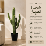 شجرة الصبار
