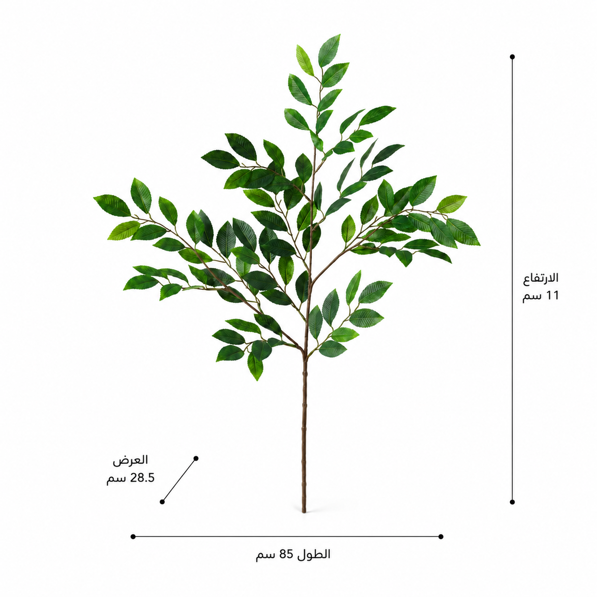 شجرة كاميليا