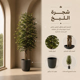 شجرة اللبخ
