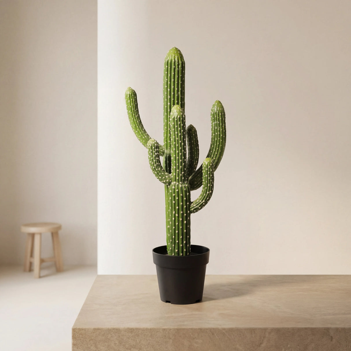 شجرة الصبار