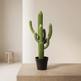 شجرة الصبار