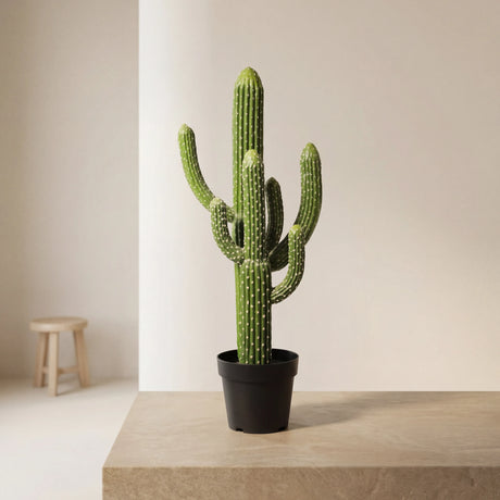 شجرة الصبار