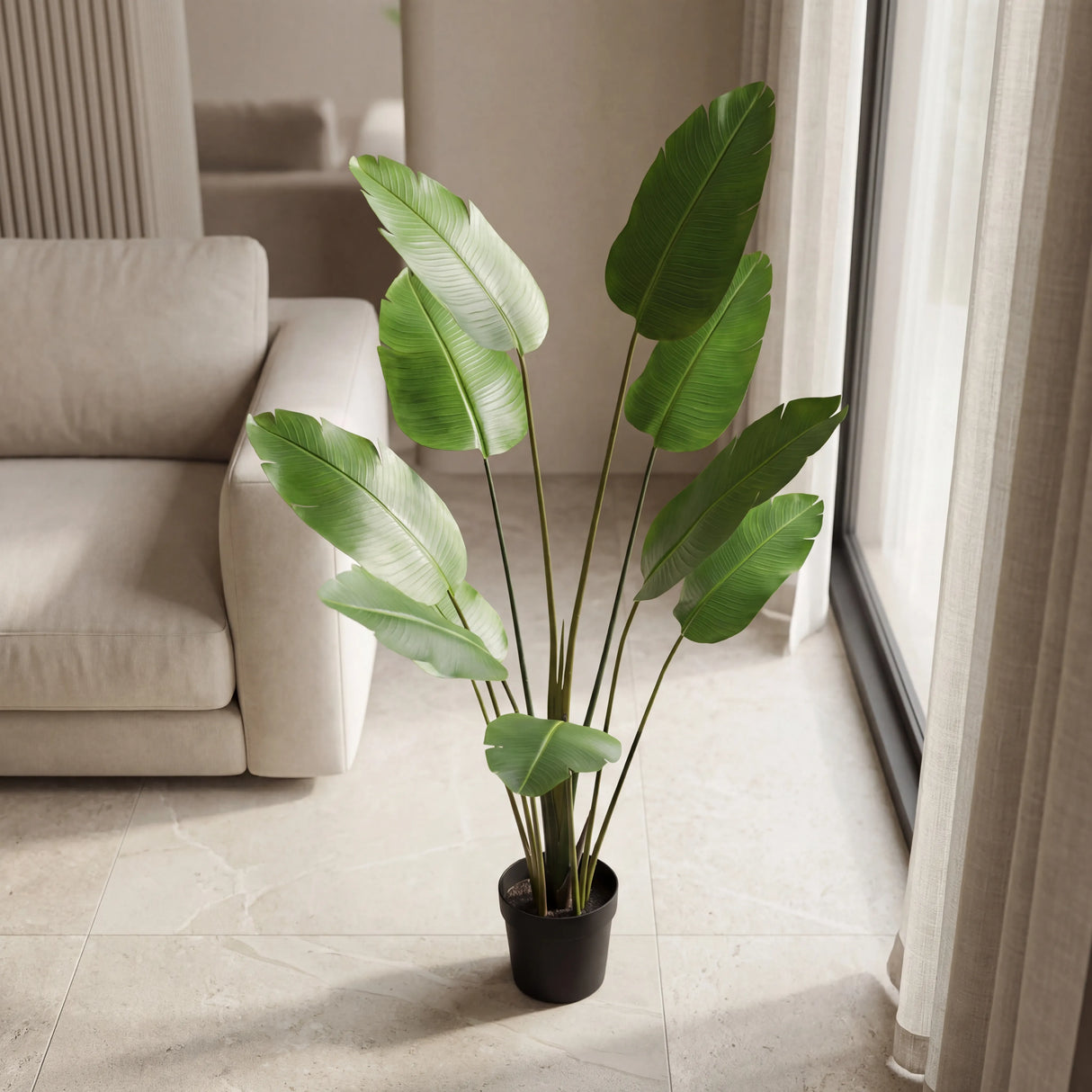 شجرة الفيولا