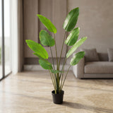 شجرة الفيولا