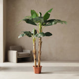 شجرة البنانا