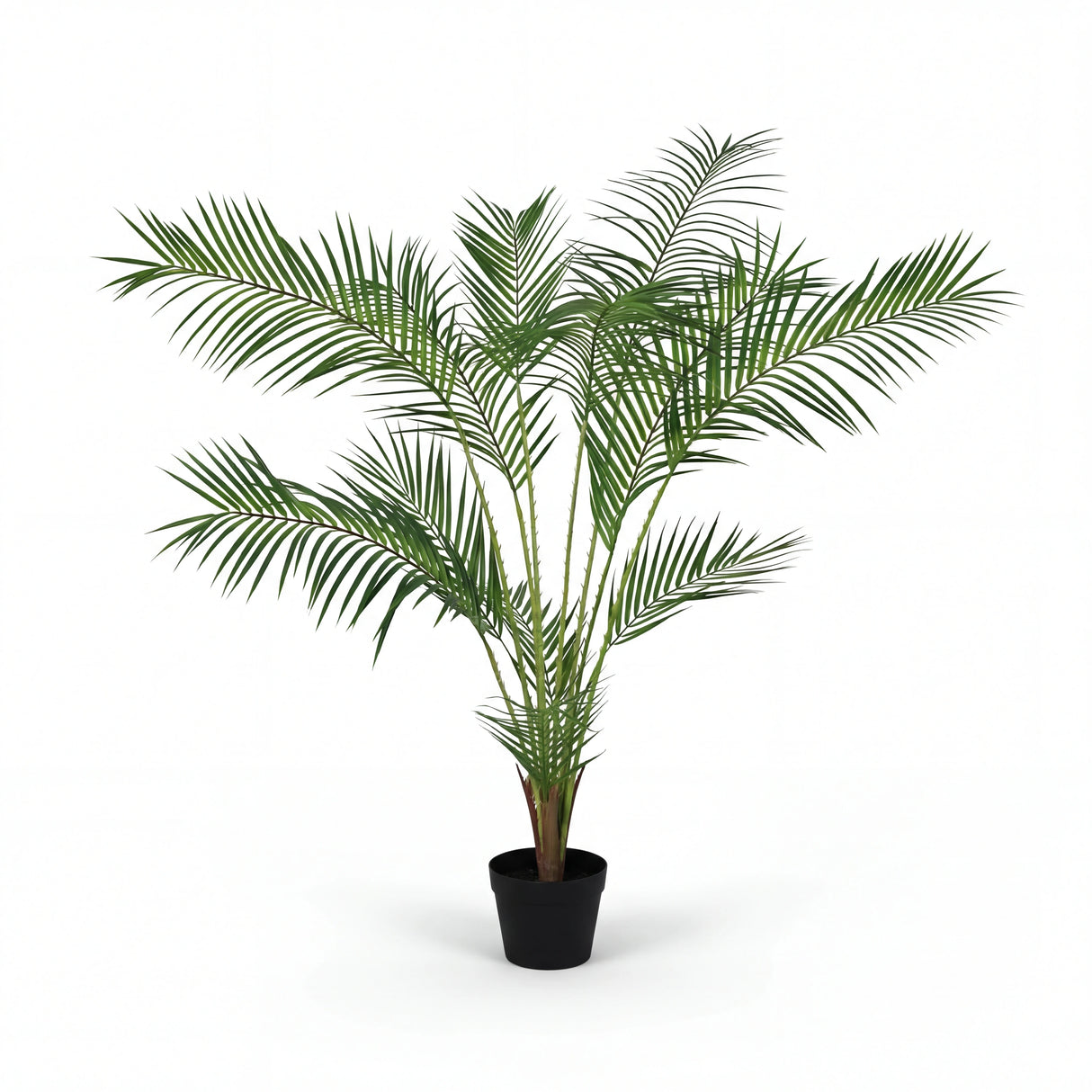 شجرة الأوريـسا