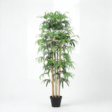 شجرة البامبو