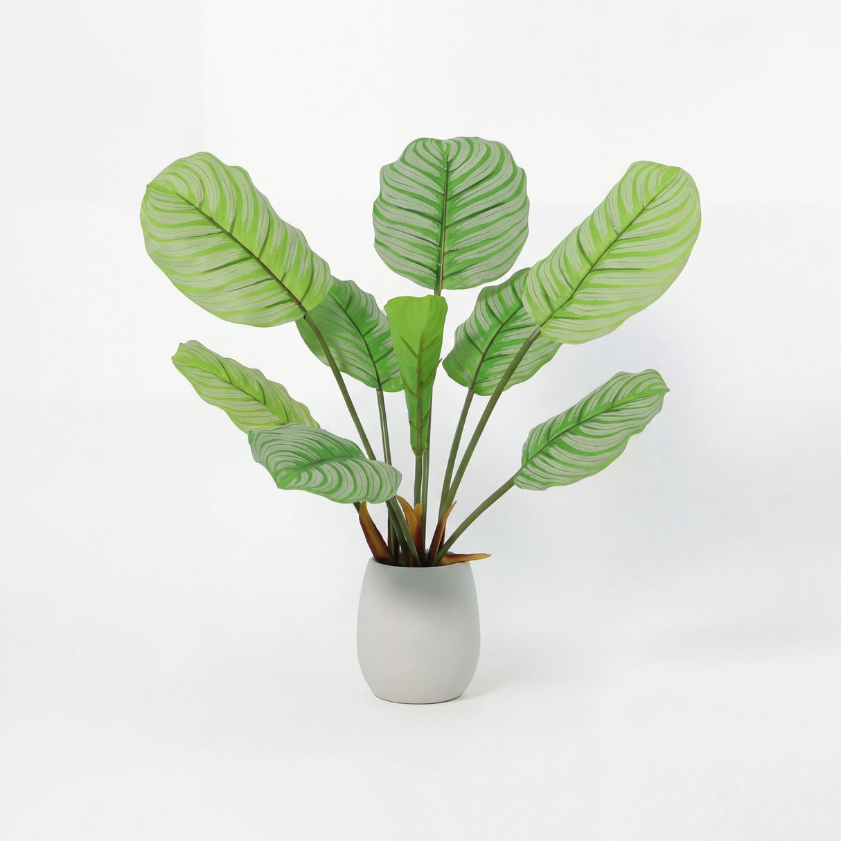 شجرة البلوم