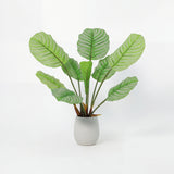 شجرة البلوم