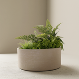 شجرة الإيريس