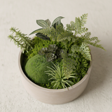 شجرة الإيريس