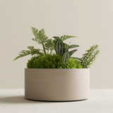 شجرة الإيريس