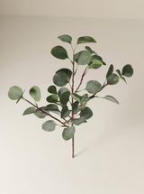 شجرة الكينا