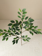 شجرة كاميليا