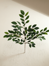 شجرة كاميليا